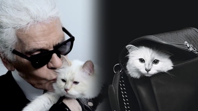 Choupette, Kucing Karl Lagerfeld